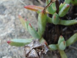 Lampranthus fugitans fruit old